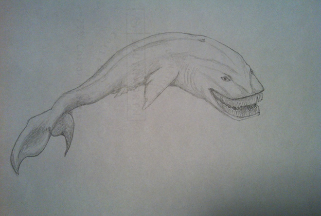 Baleen Shark