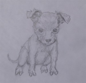 Wild Boar Hog Pupply